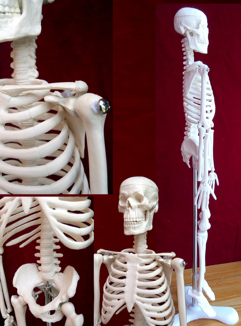 促销人体骨骼模型45cm85cm可活动医用教学心脏神经有支架骨架新品