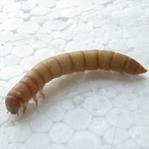 Bread worm 2 yuan 50 does not pack death small stomach Ant House