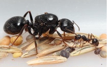 Craftsman Harvest Ant Pet Ant Belly Ant House Birthday Gift Queen Live Newbie Beginning