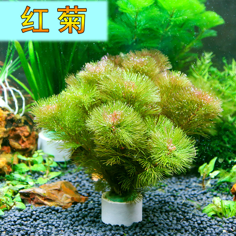 红菊水草鱼缸造景后景草阴性活体淡水植物新手易养稀有红色荷兰景