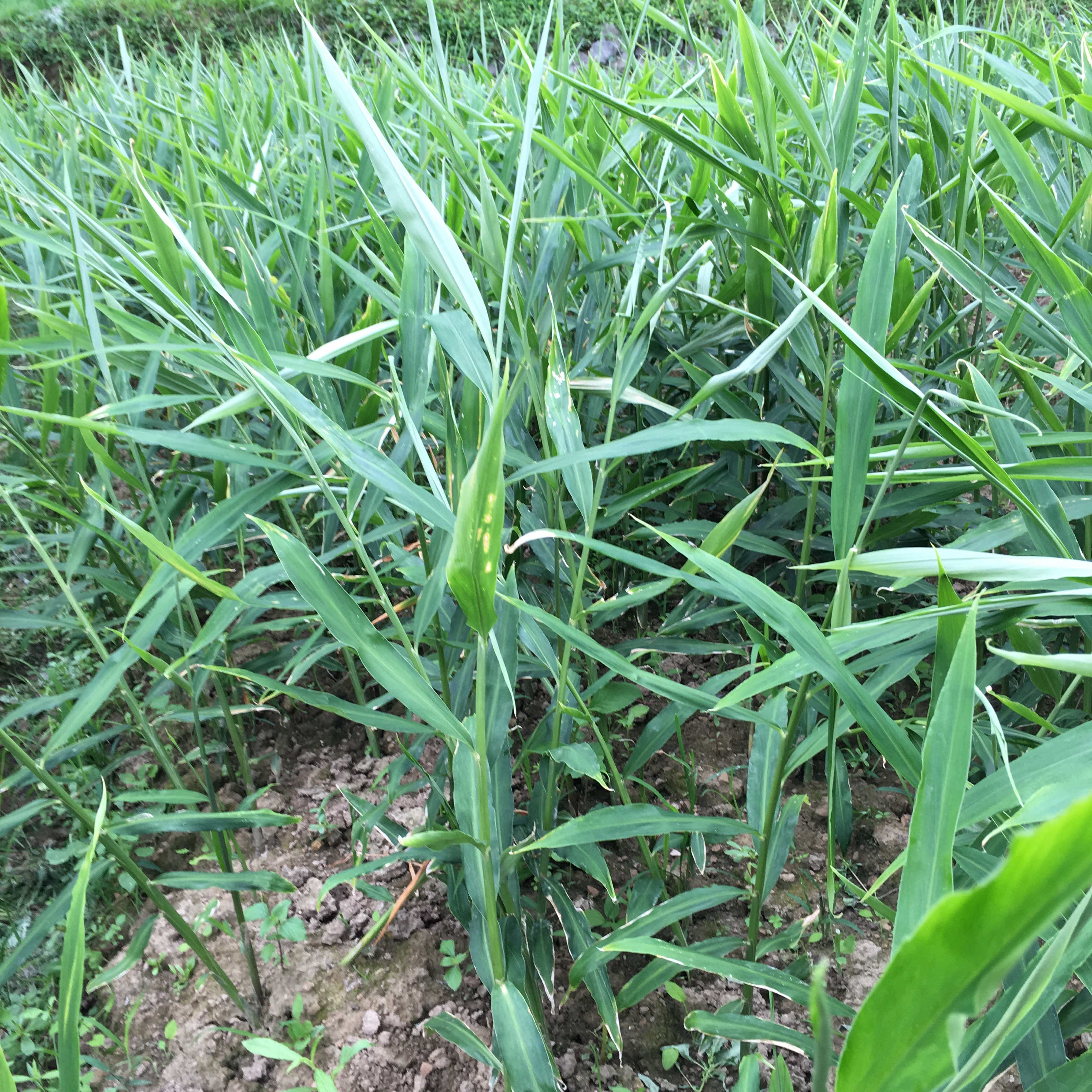贵州黔南仔姜嫩姜 新鲜 仔姜泡菜 姜芽 嫩小姜 嫩姜芽