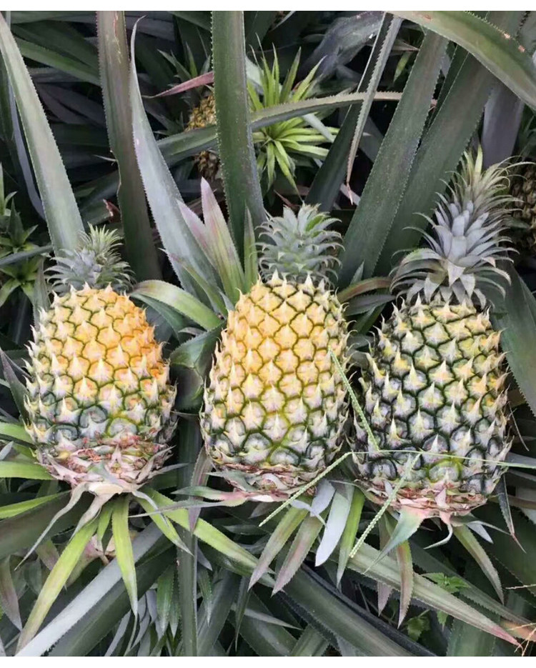广东特产湛江徐闻曲界现摘现发大菠萝8斤 新鲜水果凤梨9-10斤包邮