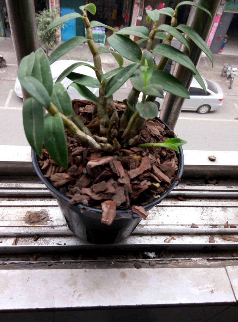 广西发酵松树皮鳞松铁皮石斛基质兰花营养土35升39元全国包邮