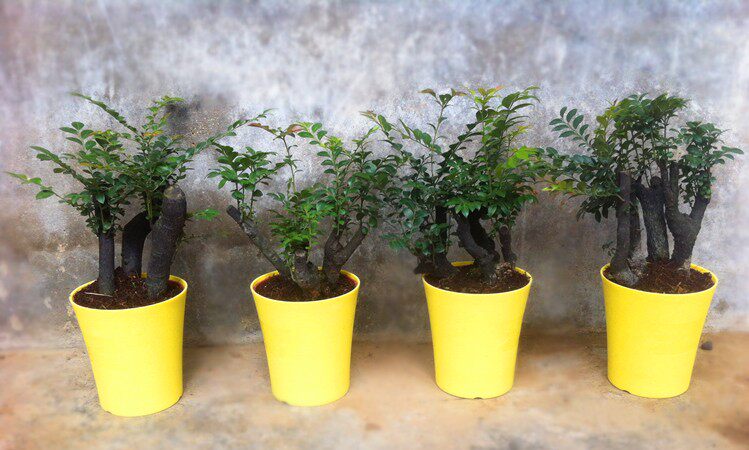 小叶紫檀盆景树苗 黑檀 鸡血紫檀 室内办公室桌面微型盆景树桩