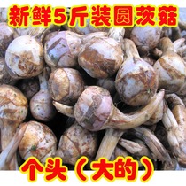 Mushroom 10 month fresh Huaian round mushroom 2500 grams (large) white horseshoe buds mushroom swallowtail grass