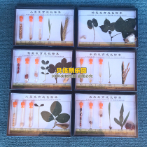 Kindergarten Wall Game wheat development and growth seeds corn growth specimens Childrens early education science teaching aids