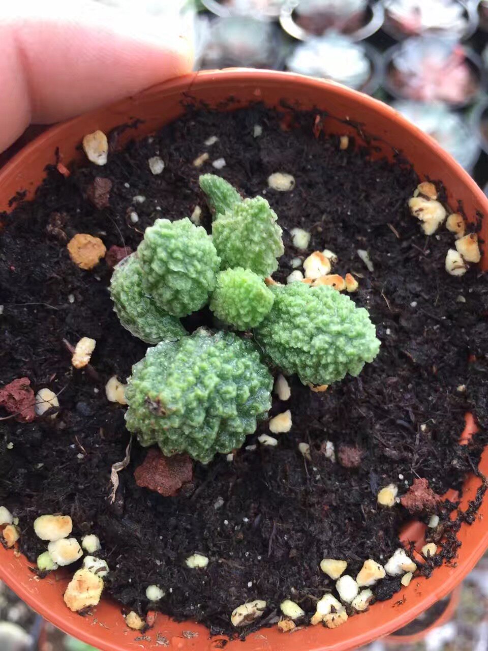 朱紫玉水泡 多肉植物品相好状态好实物拍摄品质保证