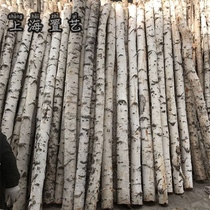 Birch tree decoration tree Birch tree trunk window partition trunk background wall screen Dead tree entrance round wood section