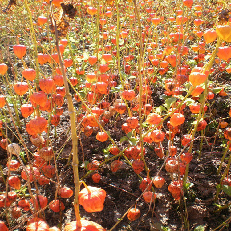 野生锦灯笼包邮中药材 红姑娘金灯笼干皮挂金灯苦姑娘500克中草药