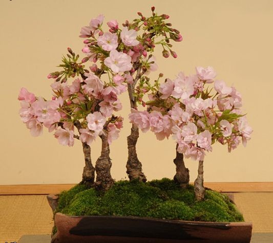 林曦盆景 日本樱花晚樱盆景素材嫁接盆栽苗小老桩掌上微型盆景_7折