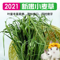 2021 Dried Wheat Grass Rabbit Hay Gross Weight 1KG Chinchia Pig Pasture Rabbit Grass instead of Grass