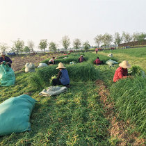 Hand-tied small grass 20 years Timothy grass 500g North fresh dried rabbit grain grass Dutch pig rabbit grain feed