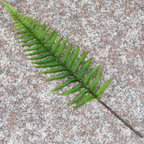 Monolithic simulation Persian fern leaves feel over glue green leaves Single plastic fake leaves wedding flower arrangement decoration green leaves
