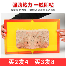 Super Force Sticky Rat Board Catch And Stick Big Mouse Stick to Expel Murine God Instrumental Gram home One cohorts end