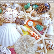 Natural shell conch starfish round coral combination set Fish tank floor Wedding photo DIY decorative accessories