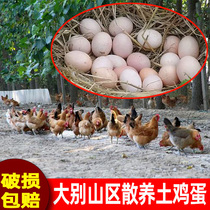 Kwangsan Ten Treasures Native Eggs Farmers Spread Fresh Authentic Henan Xinyang 30 Dabie Mountain Specialty Stupid Eggs