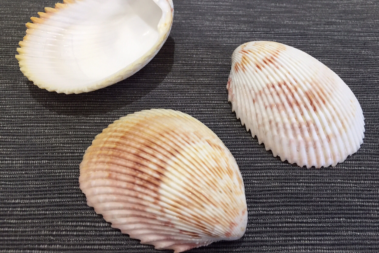 绿蝾螺红塔螺 天然海螺贝壳鱼缸水族箱造景装饰 卷贝鱼寄居蟹换壳