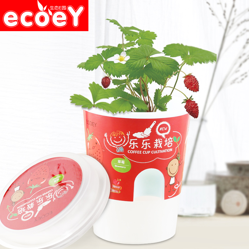 ECOEY迷你盆栽创意蔬果种植DIY水培植物办公桌植栽成人儿童小农场产品展示图1