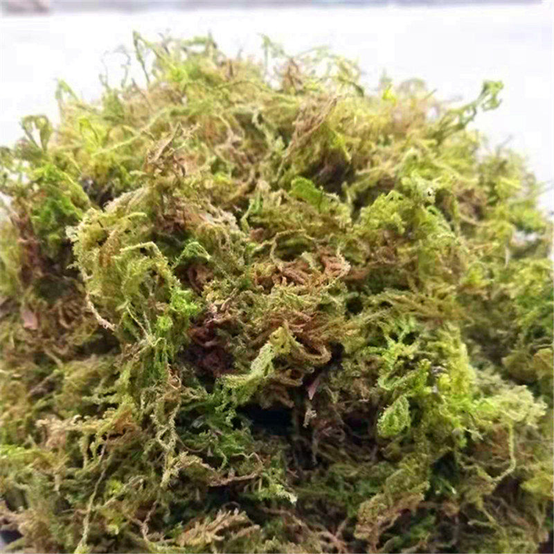 干水苔蝴蝶兰养兰花专用土多肉食虫植物水草苔藓营养土干苔藓厂家