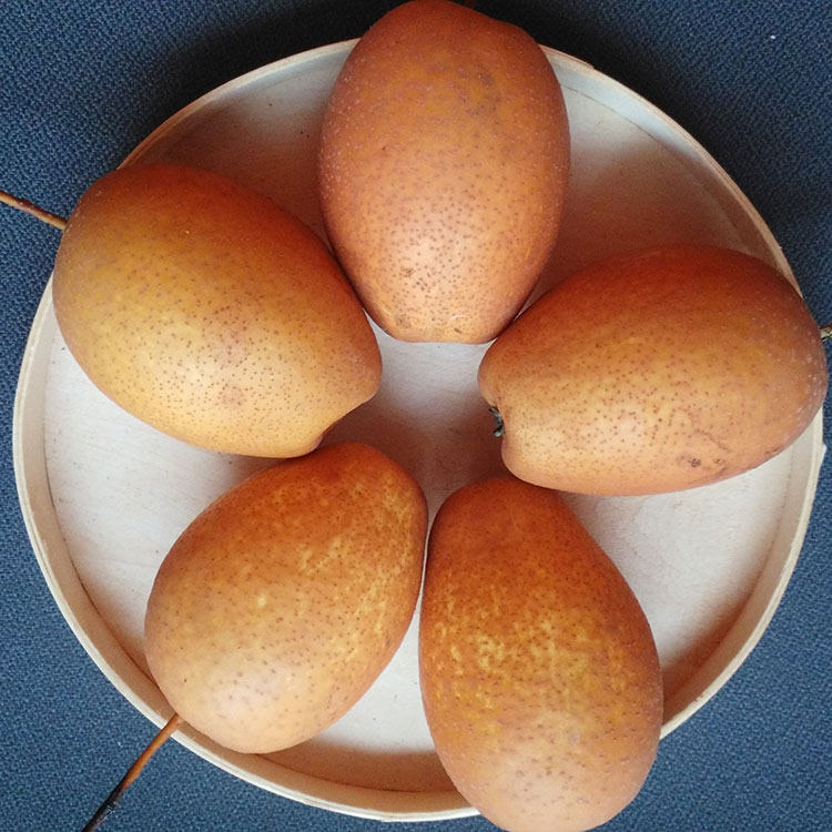 金沙梨长生果卢氏野生现摘新鲜水果沙梨酥梨雪梨香梨沙梨 5斤包邮_不