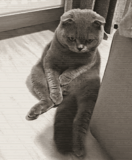 不让猫咪进卧室,主子一屁股坐地开始耍赖