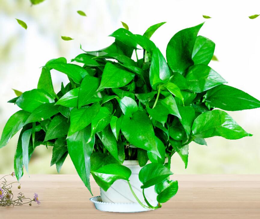 根大叶粗的绿萝盆栽,已经长成了盘根错节的强大根系,所以非常好养活