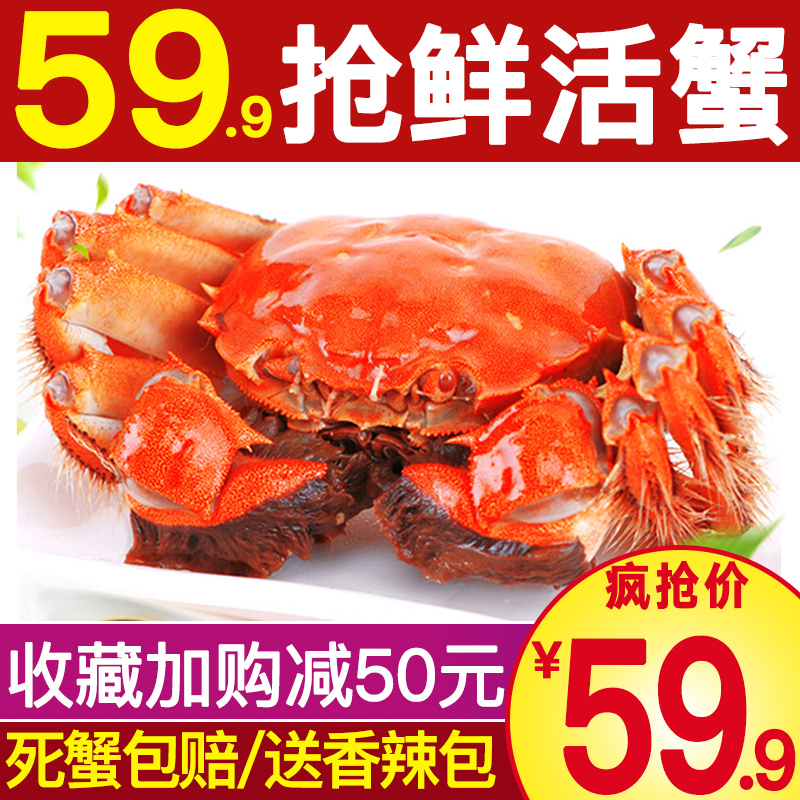 蟹正浓 六月黄现货鲜活小螃蟹 16只（1.0~1.2两）