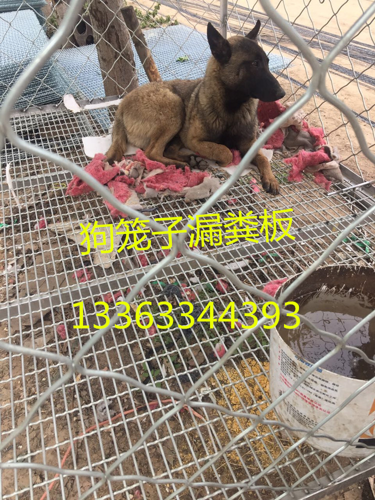 厂家定制狗狗漏粪板狗笼底狗床网镀锌铁丝网狗舍专用养殖网