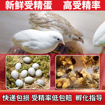 Luding chicken pure white luding chicken seed egg fertilized egg gown Detetrain Mutant Pets Ornamental Eggs Hatchable Eggs