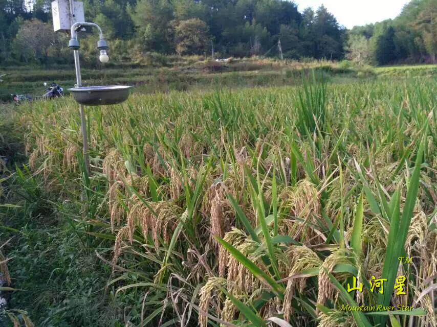 超优千号1000水稻谷种子超级杂交稻亩产吨粮袁隆平世界纪录优质米
