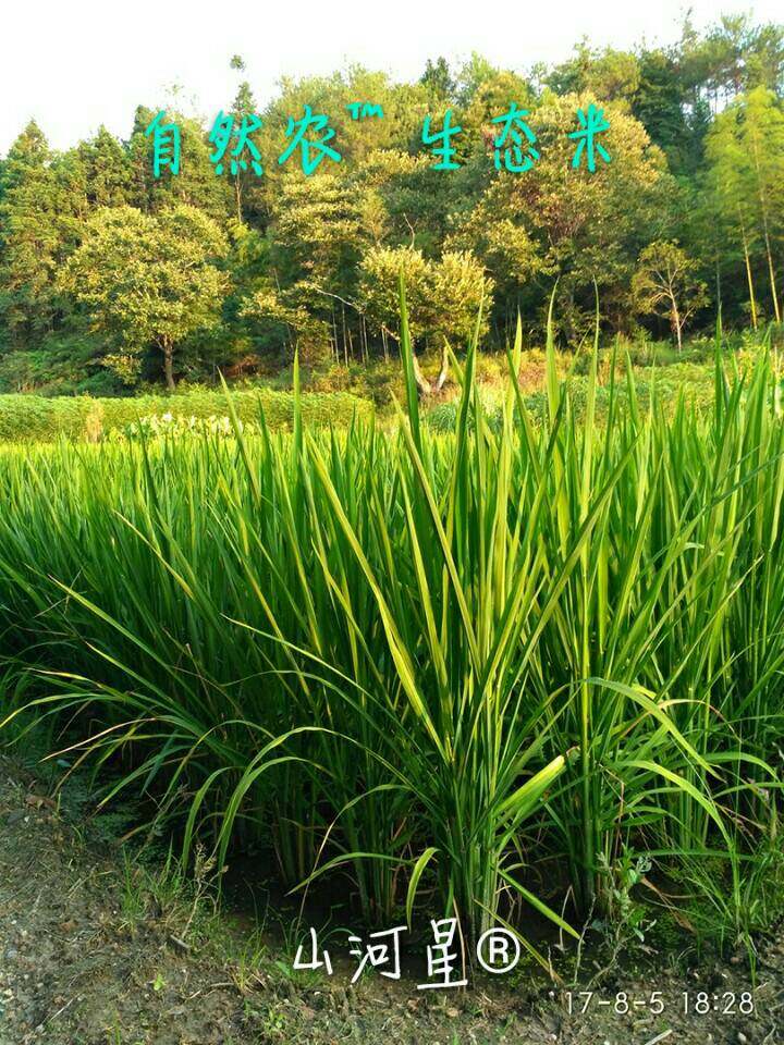 超优千号1000水稻谷种子超级杂交稻亩产吨粮袁隆平世界纪录优质米