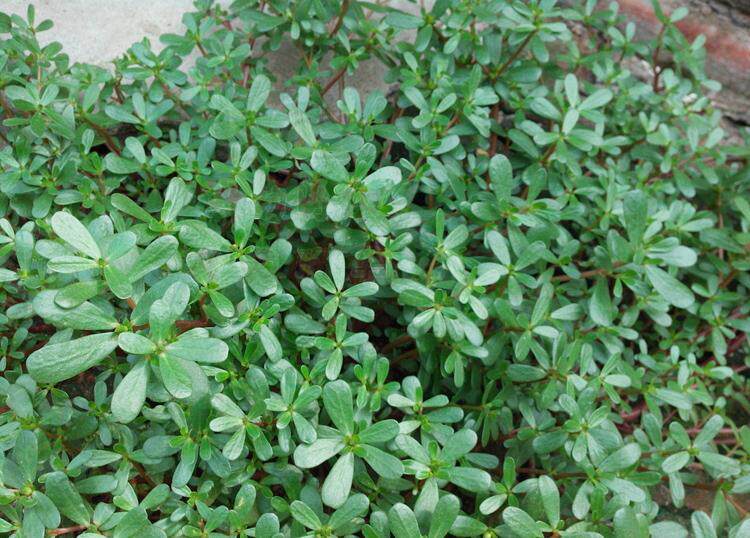 2016新鲜马齿笕 干马齿笕 野菜马齿苋 马苋齿菜 新货可晾晒500g