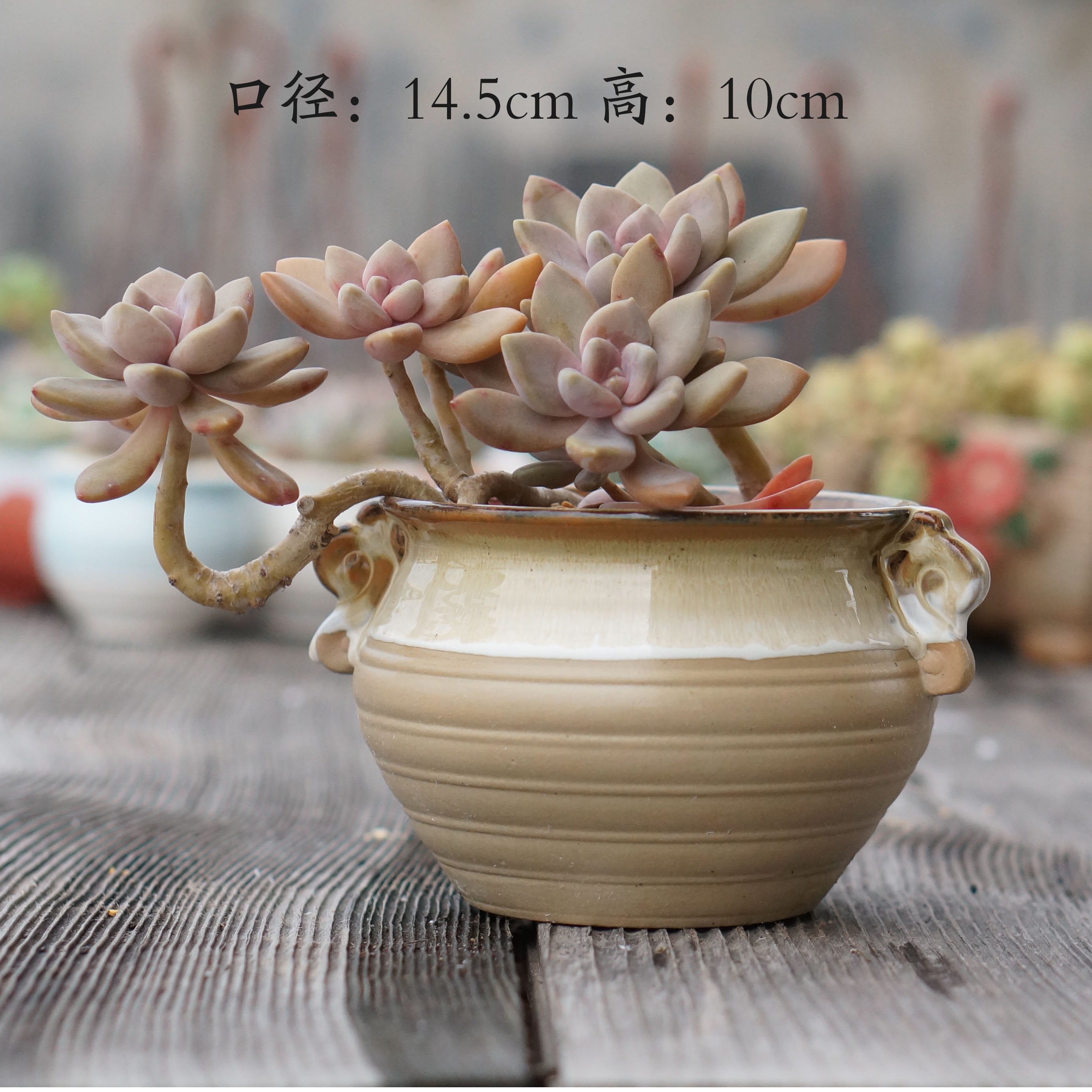 商品选购 多肉植物花盆 价格: 5 现价:4元  月售: 182件   购物