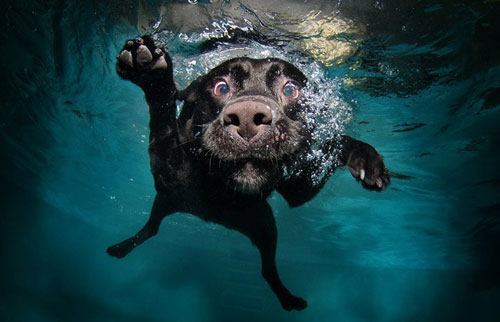 爱打扮(www.idaban.cn)，狗狗游泳好处多，你get到标准姿势了吗20
