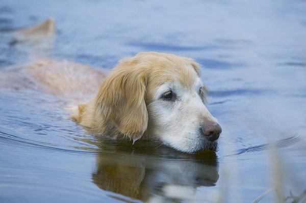 爱打扮(www.idaban.cn)，狗狗游泳好处多，你get到标准姿势了吗9