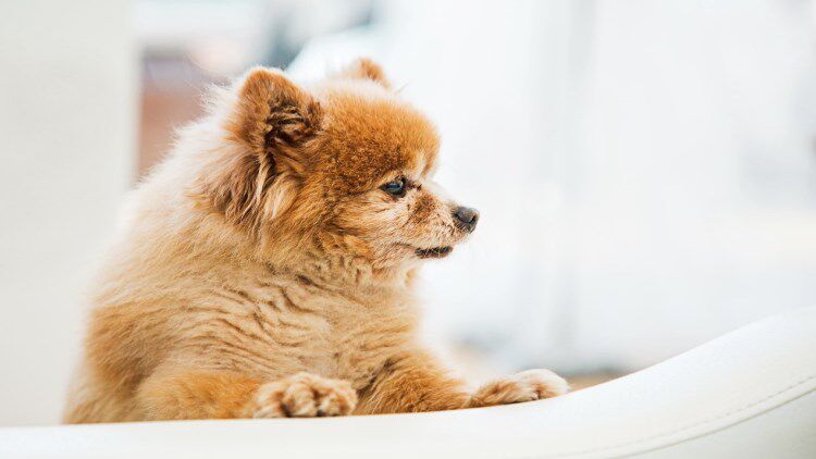 精致宠物养成记,8大法宝能加分