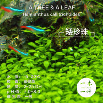 Dwarf Pearls Japanese Dwarf Pearls vs Leaf Pearls Prospectus Underwater Leaf Living Water Grass Real Water Grass