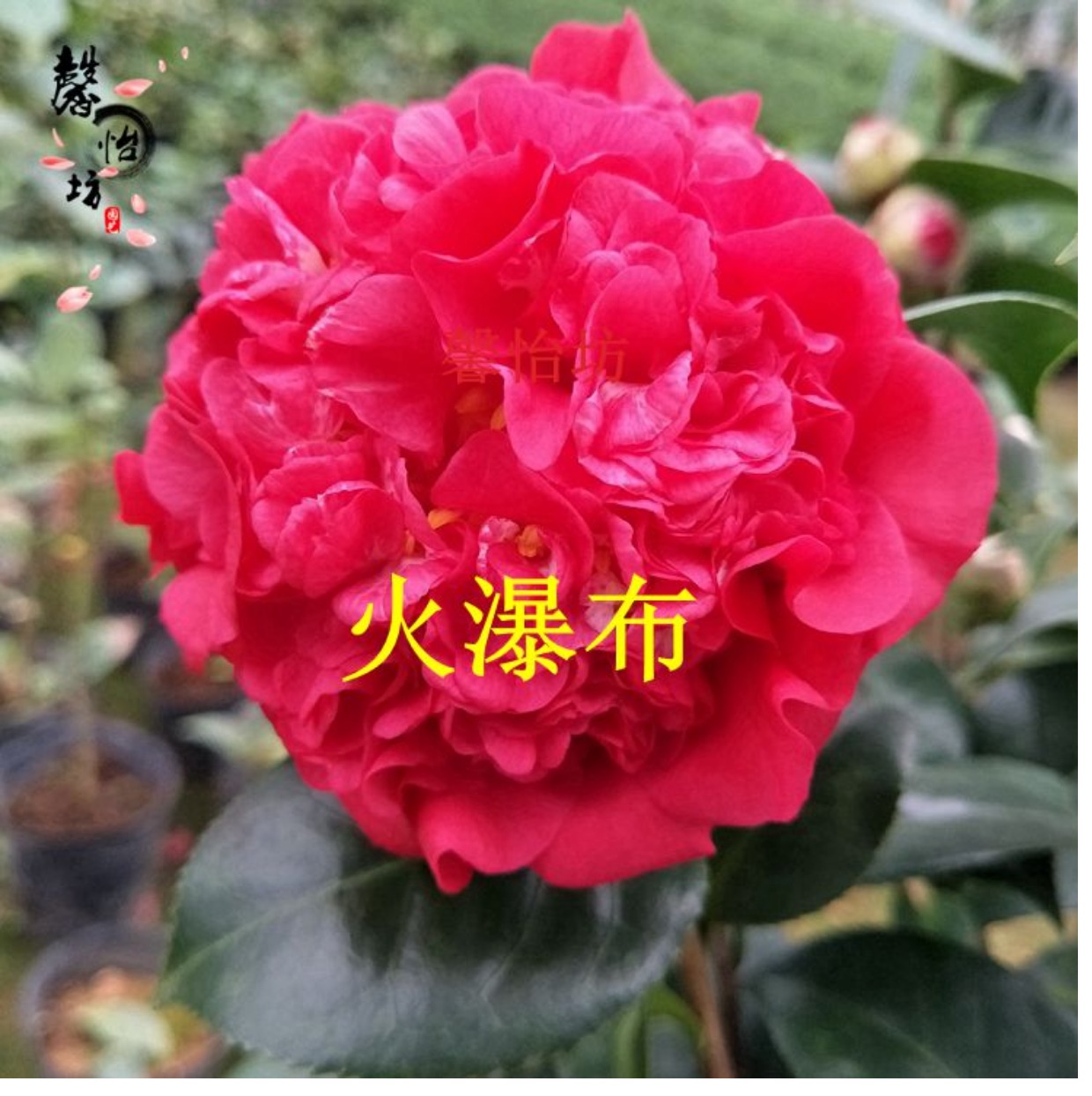 正品 火瀑布茶花树苗 庭院阳台客厅楼顶室内办公室 绿植花卉盆栽_7折