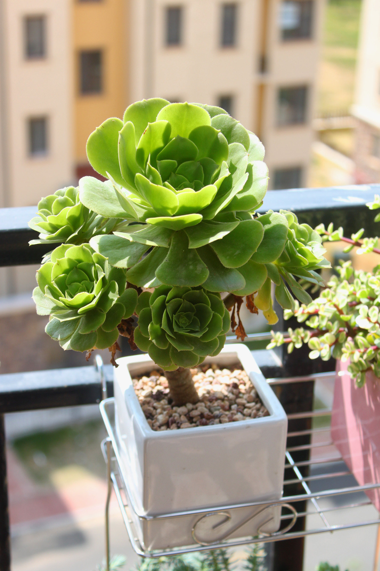 玉龙观音-多肉植物成长手册-趣美搭