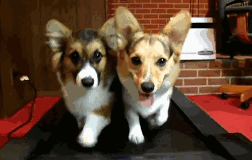 500_317gif 动态图 动图