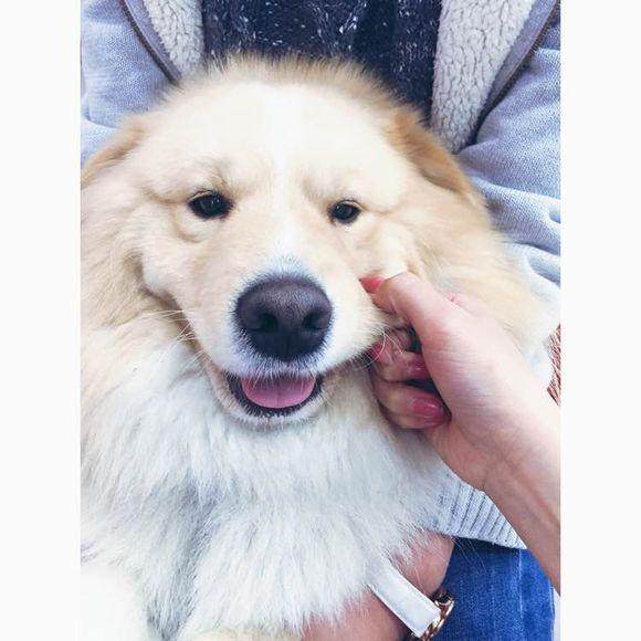 金毛和萨摩耶交配出来的新品种"金萨"