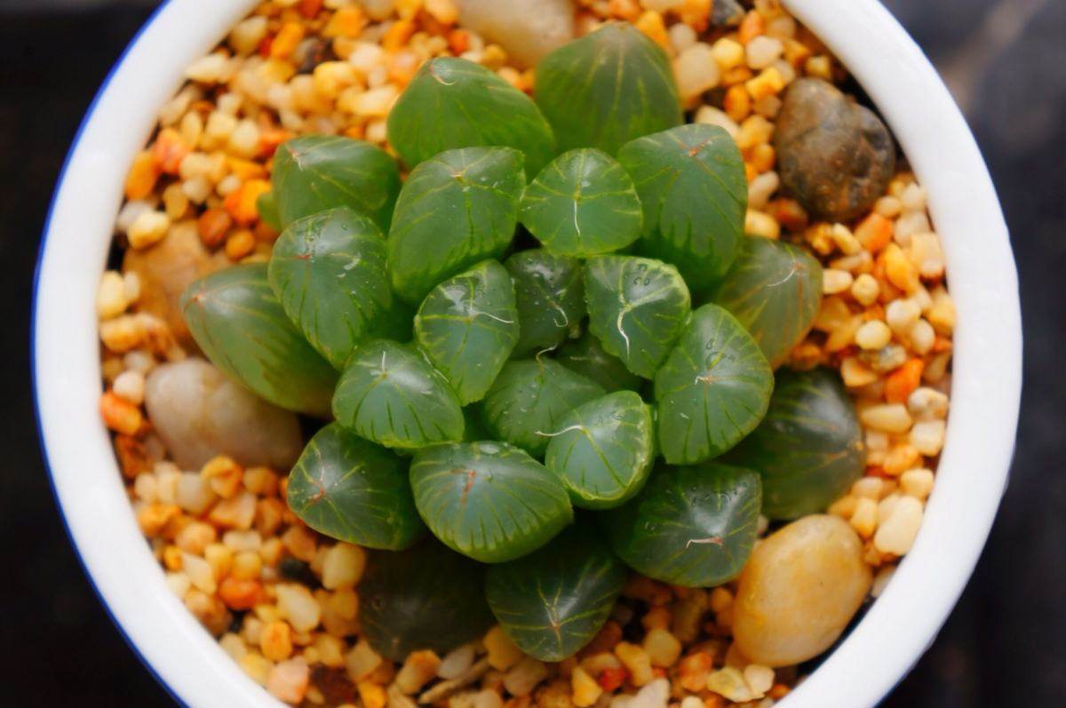 多肉|浓阳正绿 玉露的养殖方法-趣美搭