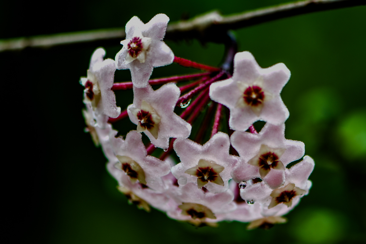 半阴环境就能开花的植物,窗台花海指日可待
