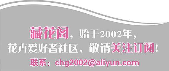 奥斯汀月季情结孕育了一个新品种——青睐60