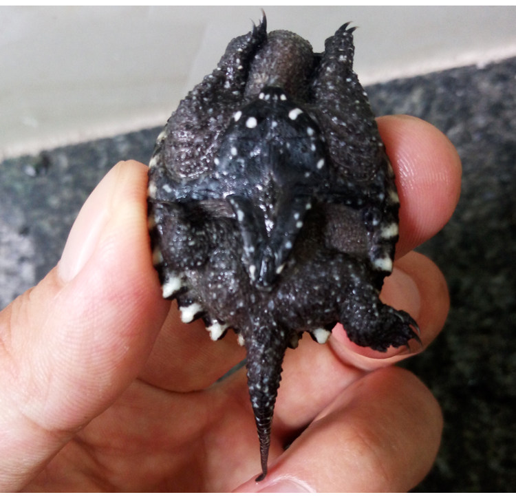 正宗杂佛小鳄龟