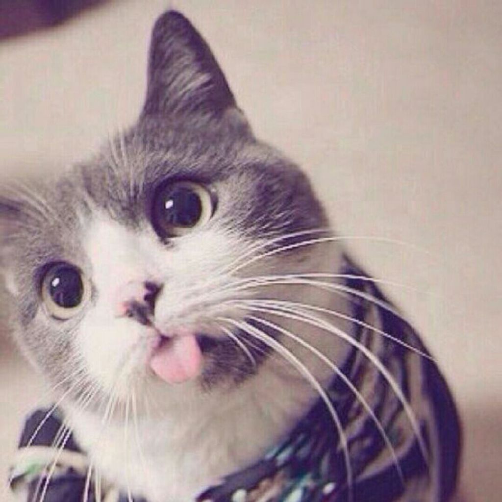 猫咪为什么会吐舌头啊简直萌翻了好不