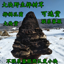 Large Wild Birch Brown Pore Fungus Birch Tree Birch Mushroom White Birch Birch Brown Pore Fungus Wild Birch Birch Birch Brown