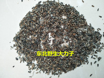 Northeast Wild Burdock Vigorous Seed Vigorous Seed Burdock Seeds Wild Burdock Seed Burdock 500 gr