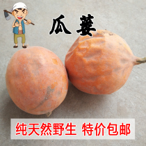 Taihang Mountain wild trichosanthes 500g Whole trichosanthes whole trichosanthes whole trichosanthes can be cut on behalf of the trichosanthes strip