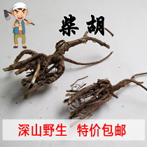 Taihang Mountain Wild North Bupleurum 250g Bupleurum Root Small Bupleurum Chinese Medicine Special